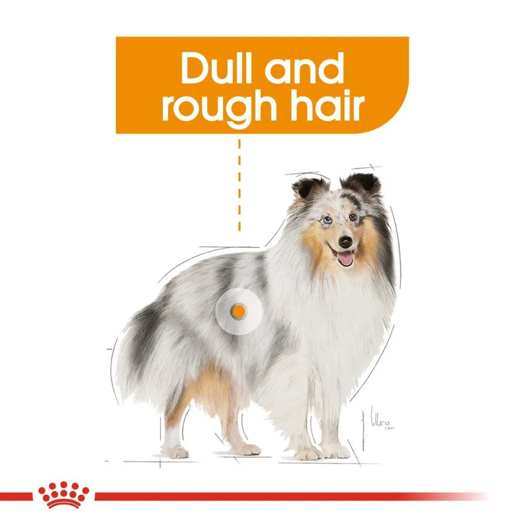 Royal Canin Mini Coat Care 1kg Adult Dry Dog Food - Canine Care Nutrition
